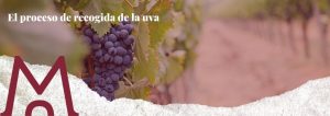 portada blog del proceso de recogida de la uva