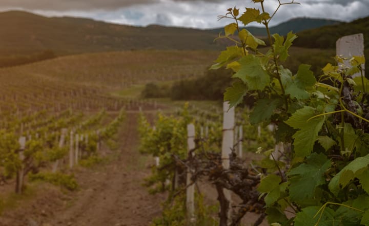 campo de cultivo nublado que afecta el clima en el vino