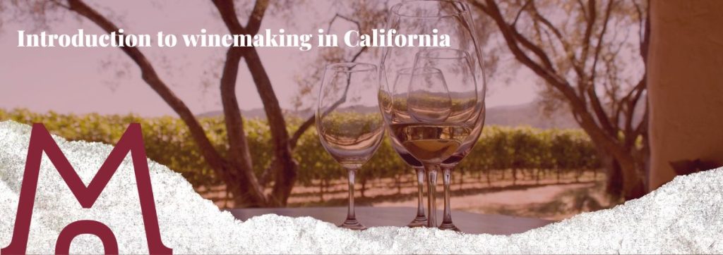 blog Introduction to winemaking in California