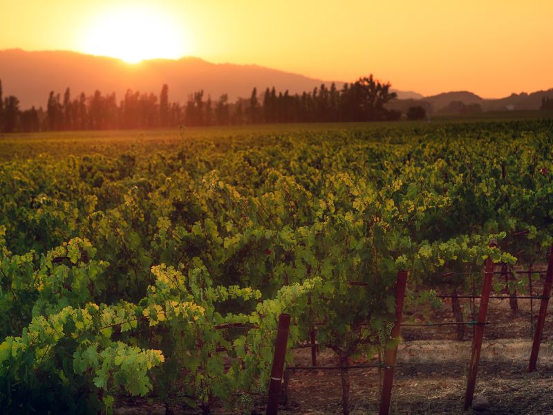 Napa Valley wine regions californian
