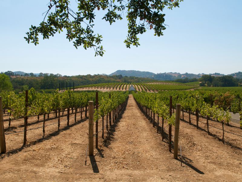 photography of the vineyard californian