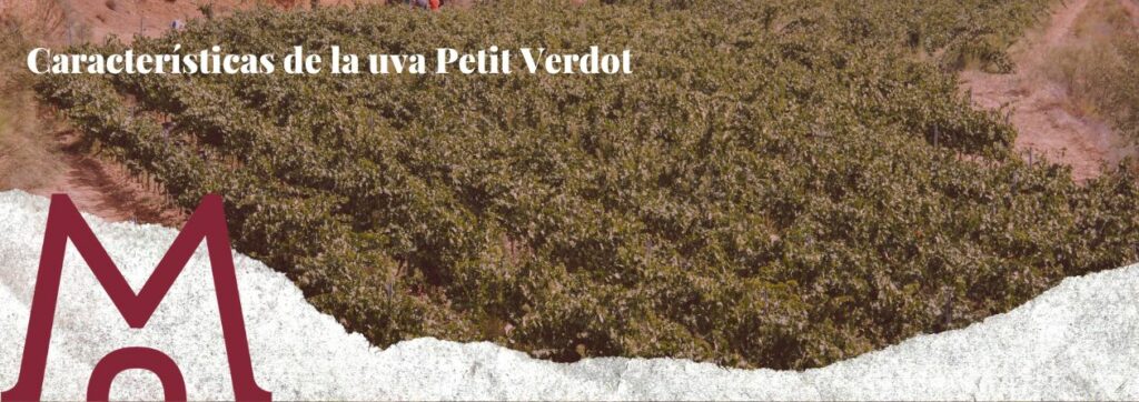 porta blog Características de la uva Petit Verdot, variedad de uva francesa
