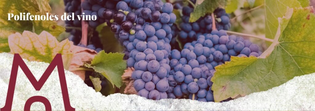 portada blog polifenoles del vino: el elixir de la vida