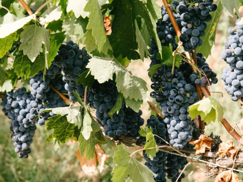 cultivo y recolección de uvas