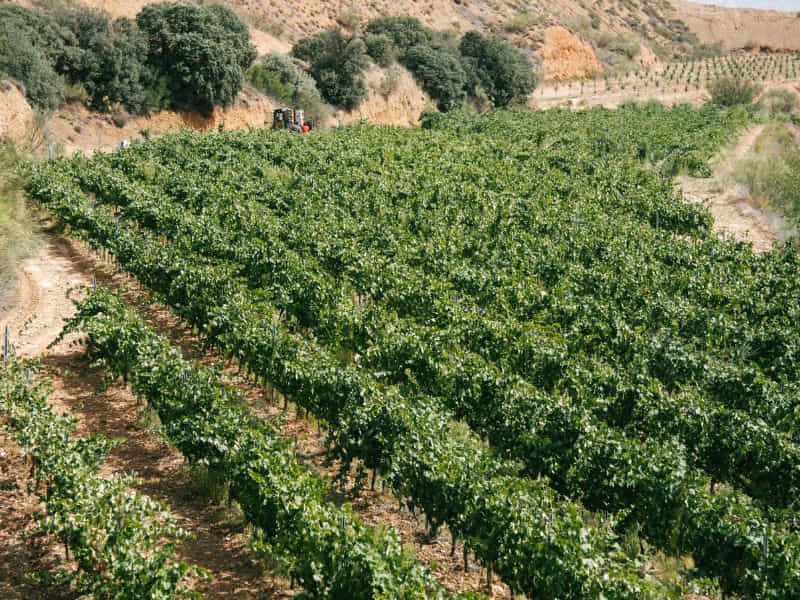 plantación de uvas en bodega de vino en España