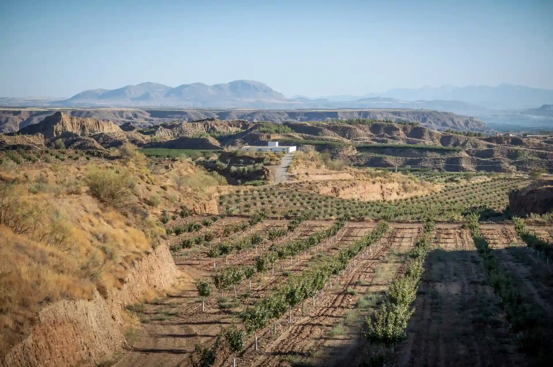 vinedo-bodega-munana
